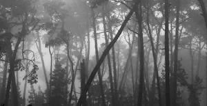 Coastal mist softens the graceful lines of Monterey pines Coastal mist softens the graceful lines of Monterey pines