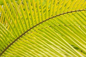 Coconut Palm Fronds, Honduras, Central America Coconut Palm Fronds, Honduras, Central America