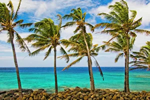 Coconut palm trees (Cocos nucifera) swaying in tropical breeze on Hawaiian coast Coconut palm trees (Cocos nucifera) swaying in tropical breeze on Hawaiian coast
