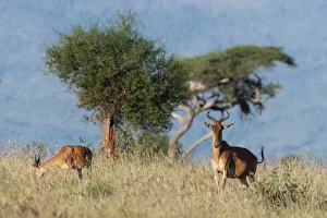Coke's hartebeest (Alcelaphus buselaphus cokii) with its calf, Lualenyi, Tsavo, Kenya Coke's hartebeest (Alcelaphus buselaphus cokii) with its calf, Lualenyi, Tsavo, Kenya