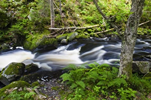 Cold Stream in Maines Northern Forest. Cold Stream Gorge. Johnson Mountain Township Cold Stream in Maines Northern Forest. Cold Stream Gorge. Johnson Mountain Township