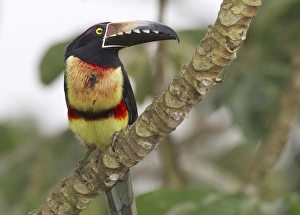 Collard aracari (Pteroglossus torquatus), Cayo district, Belize Collard aracari (Pteroglossus torquatus), Cayo district, Belize