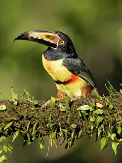 Collared Aracari Print, Costa Rica