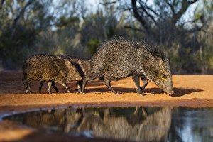 Collared Peccary (Pecari tajacu) family at pond Collared Peccary (Pecari tajacu) family at pond