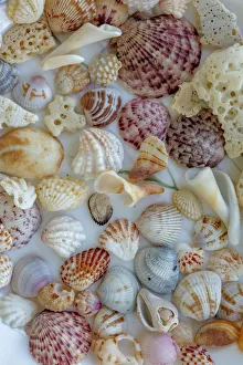 Collection of Seashells from Sanibel Island in Florida, USA Collection of Seashells from Sanibel Island in Florida, USA