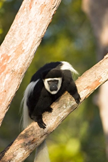 Colobus monkey, Colobus guereza occidentalis, native to rainforests of central Africa Colobus monkey, Colobus guereza occidentalis, native to rainforests of central Africa