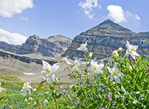 Colorado Columbine (Aquilegia coerulea) with Mount Timpanogos in background, Mt Colorado Columbine (Aquilegia coerulea) with Mount Timpanogos in background, Mt
