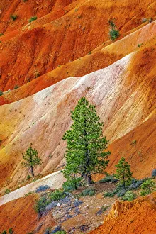 Colorful Bryce Point, Bryce Canyon National Park, Utah Colorful Bryce Point, Bryce Canyon National Park, Utah