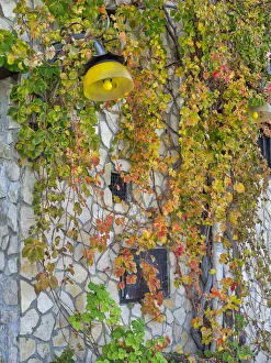 Colorful ivy growing on the side of a building Colorful ivy growing on the side of a building