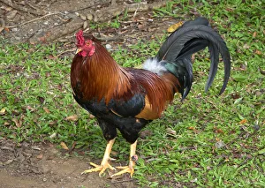 Colorful rooster roaming free on the Big Island of Hawaii Colorful rooster roaming free on the Big Island of Hawaii