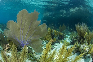 Colorful soft and hard corals shine in the clear blue waters on a coral reef of of Colorful soft and hard corals shine in the clear blue waters on a coral reef of of