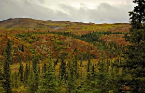 Colorful Tundra and rich green conifers frame the entrance to Denali National Park in Colorful Tundra and rich green conifers frame the entrance to Denali National Park in