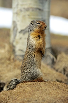 Columbia Ground Squirrel (Urocitellus columbianus) in early spring Columbia Ground Squirrel (Urocitellus columbianus) in early spring