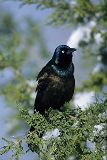 Common Grackle (Quiscalus quiscula) in Juniper Tree in winter, Marion Co. IL Common Grackle (Quiscalus quiscula) in Juniper Tree in winter, Marion Co. IL