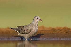Common Ground-Dove (Columbina passerina) drinking at south Texas pond Common Ground-Dove (Columbina passerina) drinking at south Texas pond