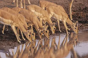 Common Impala (Aepyceros melampus) are reflected in the water as they gather to drink Common Impala (Aepyceros melampus) are reflected in the water as they gather to drink