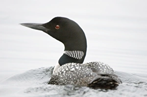 Common loon, Gavia immer, Haliburton, Ontario Common loon, Gavia immer, Haliburton, Ontario