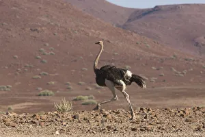 Common Ostrich, Struthio camelus, struts through rocky plains of the Damaraland region Common Ostrich, Struthio camelus, struts through rocky plains of the Damaraland region