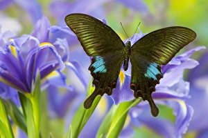 The Common Peacock Swallowtail Butterfly, Papilio Polyctor The Common Peacock Swallowtail Butterfly, Papilio Polyctor