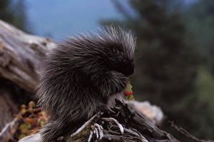 common porcupine, Erethizon dorsatum, feeding on high brush cranberry leaves, Takshanuk mountains common porcupine, Erethizon dorsatum, feeding on high brush cranberry leaves, Takshanuk mountains