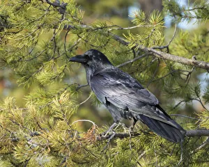 Common Raven, Corvus corax, West Yellowstone, Montana, wild Common Raven, Corvus corax, West Yellowstone, Montana, wild