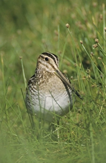 Common Snipe, Gallinago gallinagoadult, Willacy County, Rio Grande Valley, Texas Common Snipe, Gallinago gallinagoadult, Willacy County, Rio Grande Valley, Texas
