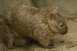 Common Wombat (Vombatus ursinus) with baby in pouch, captive, Australia Common Wombat (Vombatus ursinus) with baby in pouch, captive, Australia