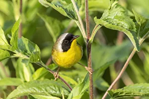 Common yellowthroat male, Marion County, Illinois Common yellowthroat male, Marion County, Illinois