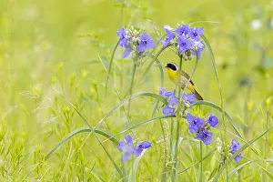 Common yellowthroat male in a prairie in spring, Jasper County, Illinois Common yellowthroat male in a prairie in spring, Jasper County, Illinois