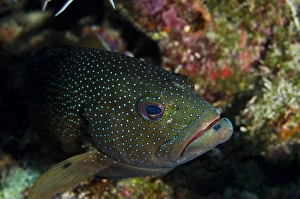 Coney (Cephalopholis fulva), Bonaire, Netherlands Antilles, Caribbean Coney (Cephalopholis fulva), Bonaire, Netherlands Antilles, Caribbean