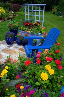 Container Garden design with blue chair in our Garden Sammamish, Washington Container Garden design with blue chair in our Garden Sammamish, Washington