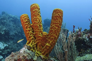 Convoluted Barrel Sponge (Aplysina lacunosa), Hol Chan Marine Reserve near Ambergris Caye Convoluted Barrel Sponge (Aplysina lacunosa), Hol Chan Marine Reserve near Ambergris Caye