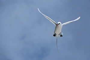 Cook Islands, Aitutaki, Honeymoon Island. Red-tailed tropicbird in flight Cook Islands, Aitutaki, Honeymoon Island. Red-tailed tropicbird in flight
