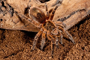 Copper Pink Burst Tarantula, Paraphysa scrofa Copper Pink Burst Tarantula, Paraphysa scrofa