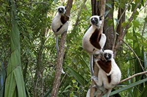 Coquerels sifakas, (Propithecus coquereli), Madagascar Coquerels sifakas, (Propithecus coquereli), Madagascar
