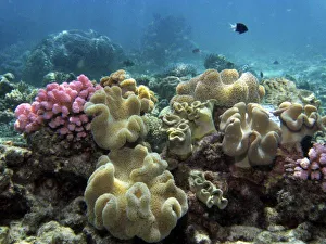 Coral, Agincourt Reef, Great Barrier Reef, North Queensland, Australia Coral, Agincourt Reef, Great Barrier Reef, North Queensland, Australia