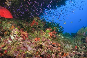 Coral Cod (Cephalopholis miniata) & schooling Anthias fish, Vibrant & Colorful Coral Cod (Cephalopholis miniata) & schooling Anthias fish, Vibrant & Colorful