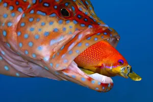 Coral Grouper (Cephalopholis Miniata), Anthias (Pseudanthias squamipinnis), Golden Sweeper Coral Grouper (Cephalopholis Miniata), Anthias (Pseudanthias squamipinnis), Golden Sweeper