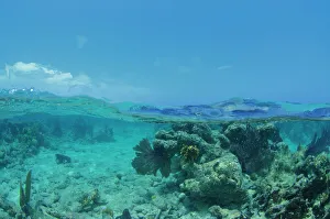 Coral reef, Ambergris Caye, Belize, Central America Coral reef, Ambergris Caye, Belize, Central America