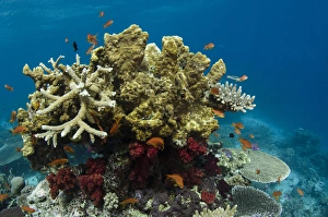 Coral Reef Diversity, Rainbow Reef, Fiji., South Pacific Coral Reef Diversity, Rainbow Reef, Fiji., South Pacific