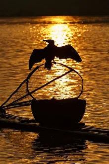 Cormorant on net, Li River, near Xingping, China Cormorant on net, Li River, near Xingping, China