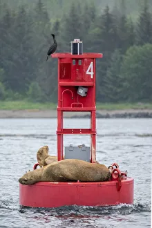 Cormorant and Steller sea lion, Ernest Sound, Wrangell, Alaska Cormorant and Steller sea lion, Ernest Sound, Wrangell, Alaska