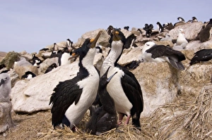 cormorants, Phalacrocorax atriceps, or blue-eyed shags, with chick on nest, New Island cormorants, Phalacrocorax atriceps, or blue-eyed shags, with chick on nest, New Island