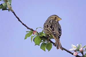 Corn Bunting, Miliaria calandra, adult perched on apple tree, National Park Lake Neusiedl Corn Bunting, Miliaria calandra, adult perched on apple tree, National Park Lake Neusiedl