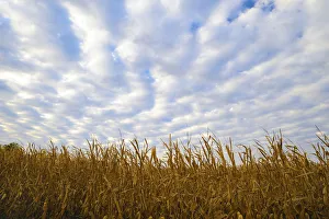 Corn field with blue sky and beautiful clouds Corn field with blue sky and beautiful clouds