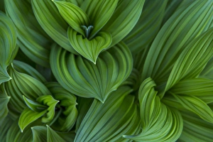 Corn lilly aka false hellebore in Glacier National Park, Montana, USA Corn lilly aka false hellebore in Glacier National Park, Montana, USA