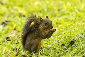 Costa Rica, Arenal. Red-tailed squirrel feeding Costa Rica, Arenal. Red-tailed squirrel feeding