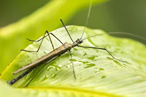 Costa Rica, Arenal. Walkingstick insect on leaf Costa Rica, Arenal. Walkingstick insect on leaf