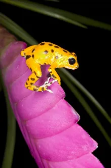 Costa Rica. Close-up of poison dart frog on pink leaf. Credit as: Jim Zuckerman / Costa Rica. Close-up of poison dart frog on pink leaf. Credit as: Jim Zuckerman /