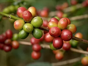 Images Dated 4th December 2007: Costa Rica, coffee beans on coffee bush